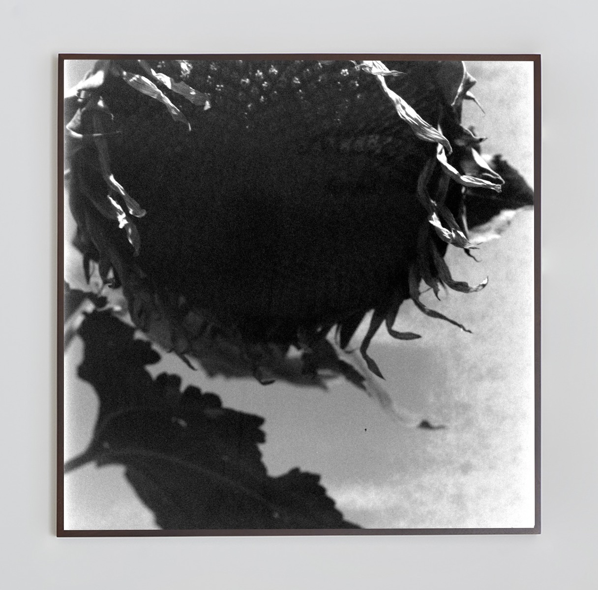 <i>The Monster</i>, 2024. Photo-paper mounted on dibond, 48 x 48 in (122 x 122 cm)